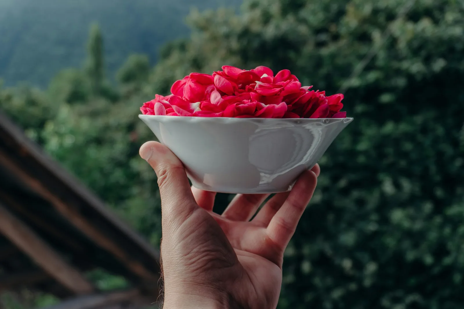 Dried hibiscus calyces before steeping