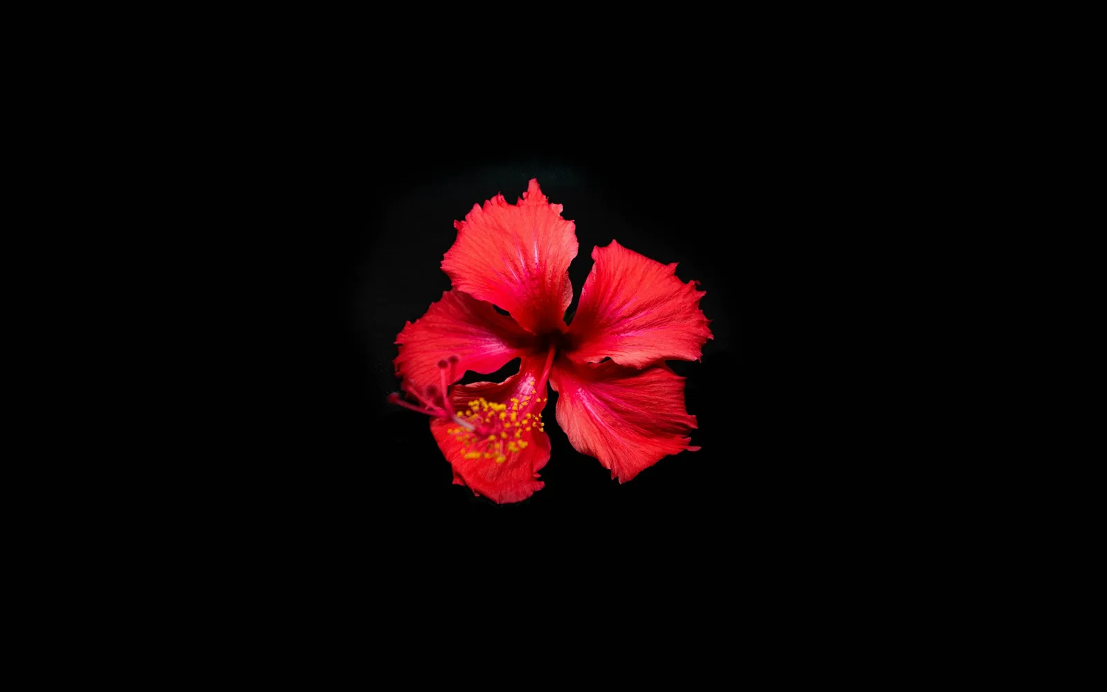 The hibiscus plant the calyces come from