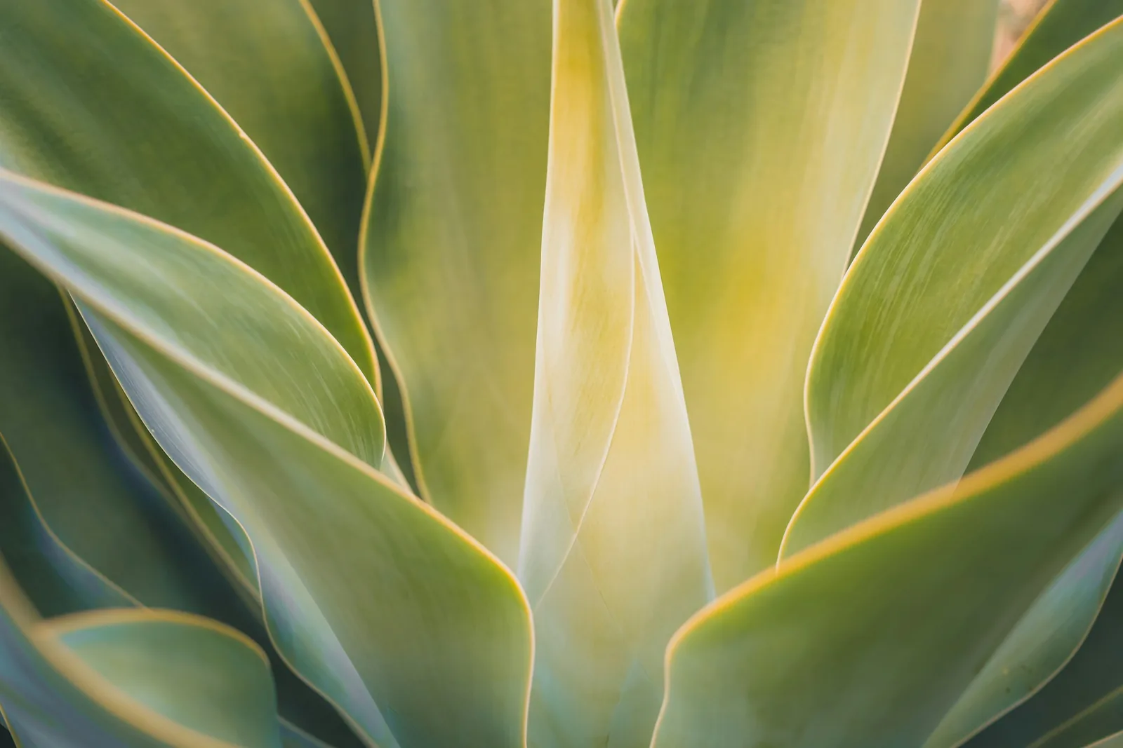 Maguey leaves, used to wrap meat for pit cooking