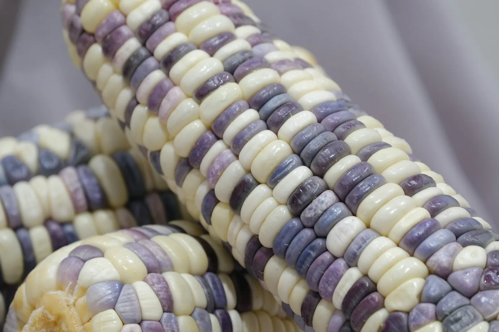 Dark blue-purple maize kernels