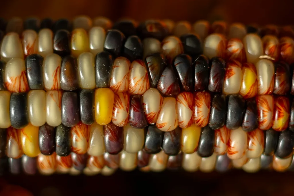 Native maize cobs in several colours