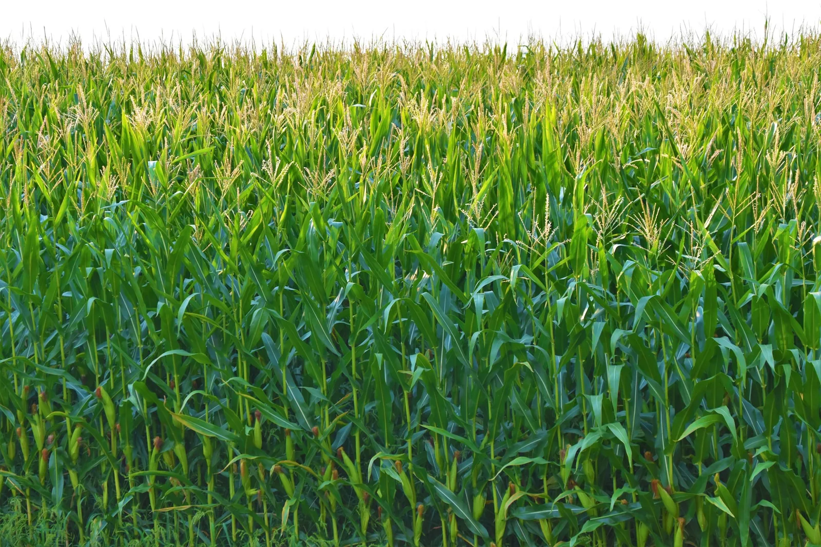 A traditional mixed corn field