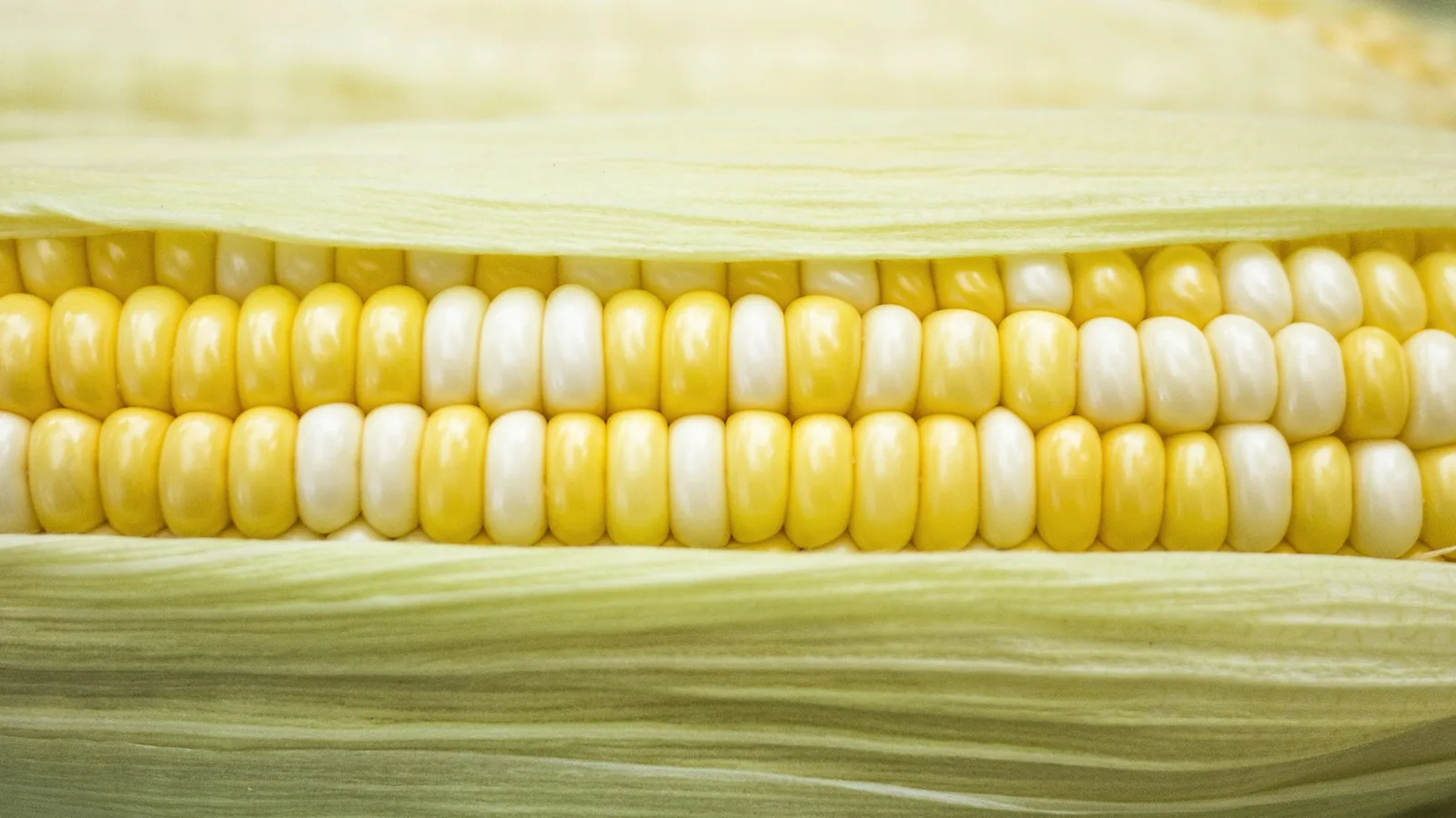 Pale white maize cobs