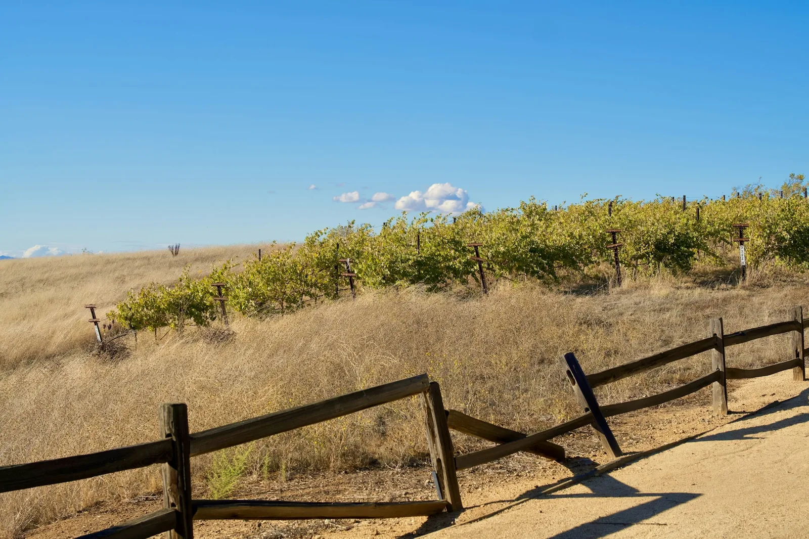 Vineyards on dry hillsides