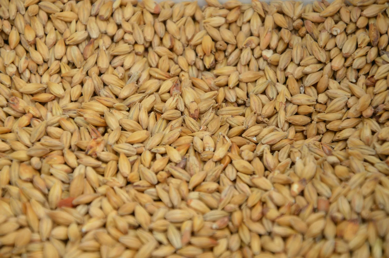 Malted barley, which determines a beer's colour and sweetness