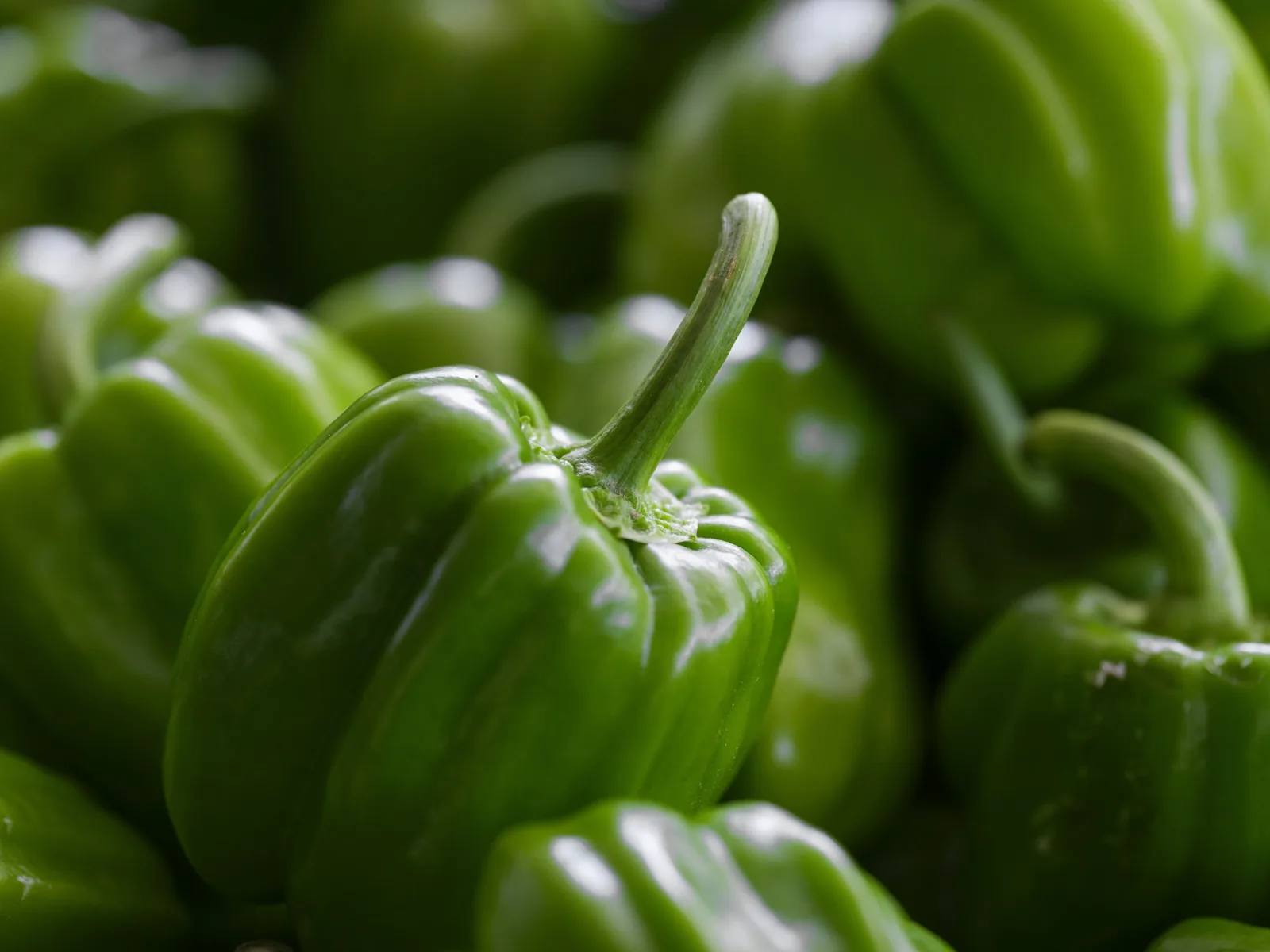 Whole poblano peppers