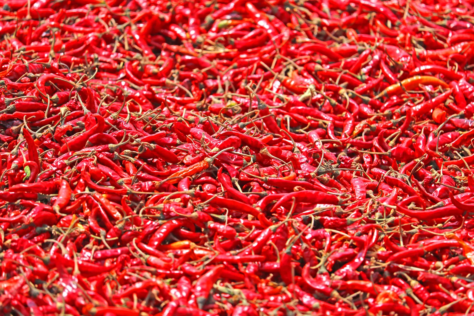 Dried Mexican Chillies: Guajillo, Ancho, Pasilla and the Rest