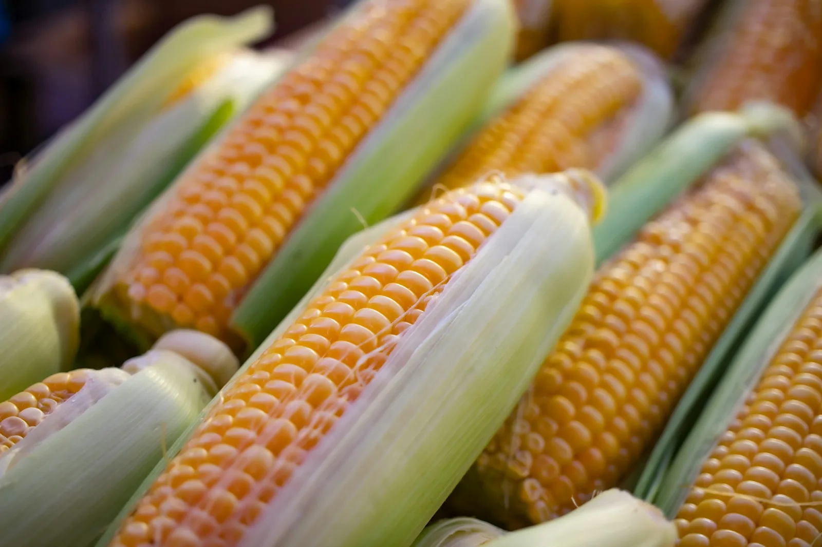 Fresh corn in the husk piled at a market
