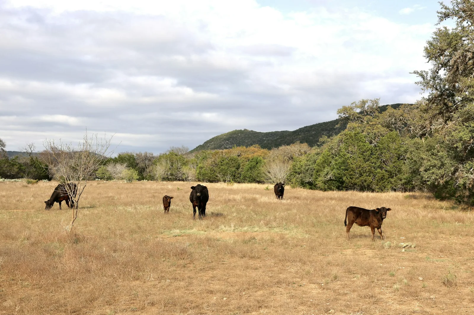 Ranch country of the kind the dish came from