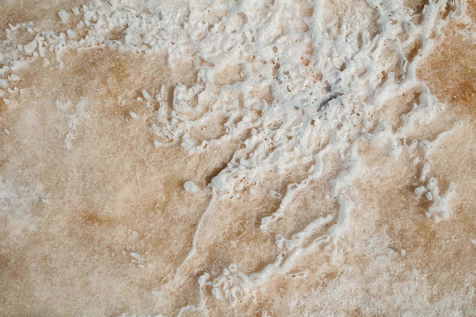 The surface of a corn tortilla in close-up
