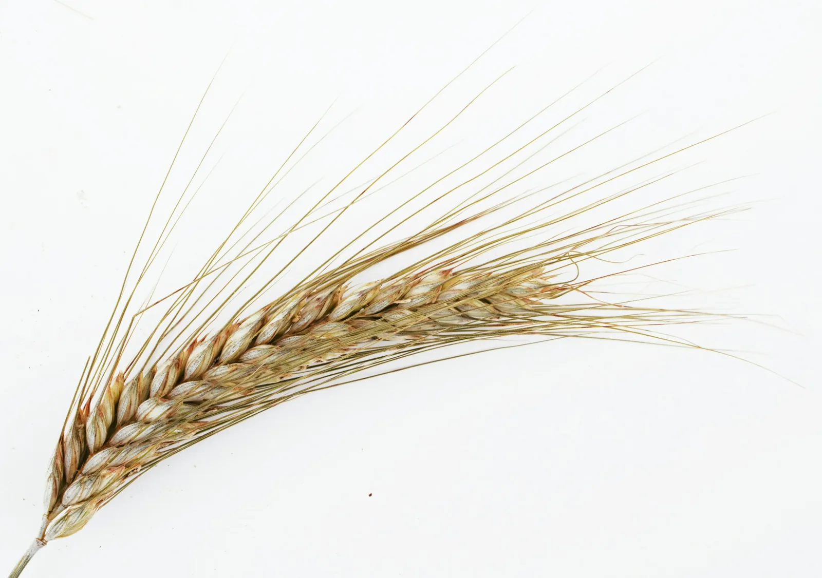 Wheat, the main source of gluten