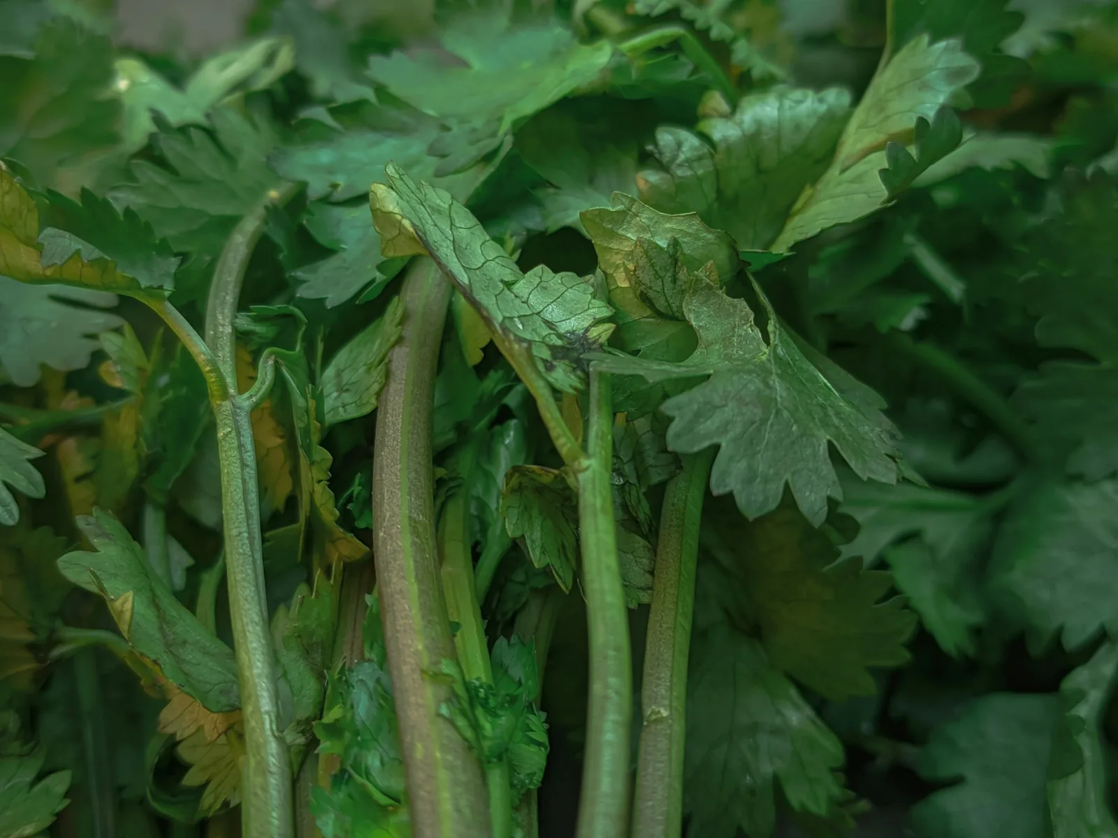 A bunch of fresh cilantro