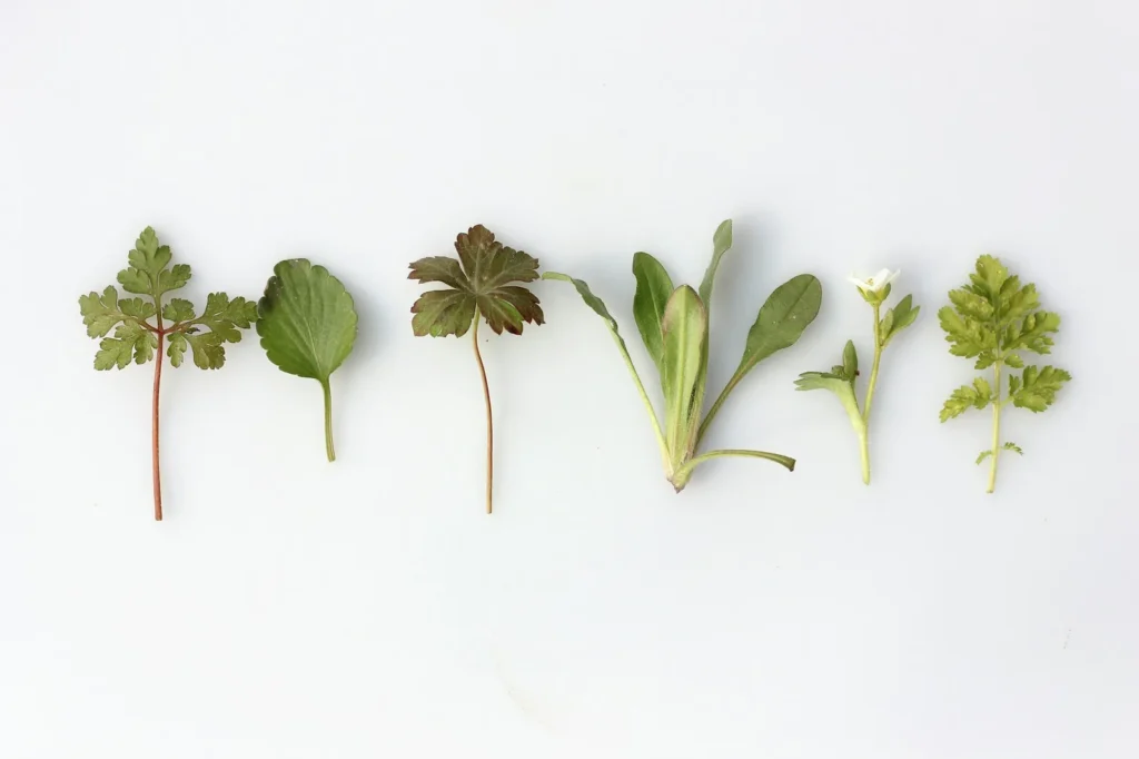 Bunches of fresh green herbs