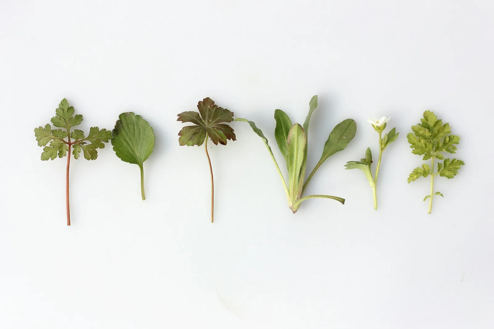 Mexican Herbs: Epazote, Hoja Santa and Mexican Oregano