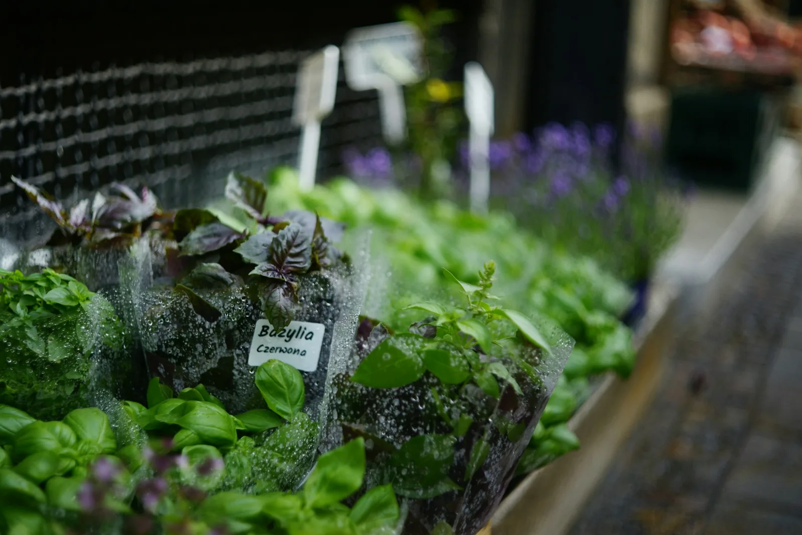 Fresh herbs at a market stall