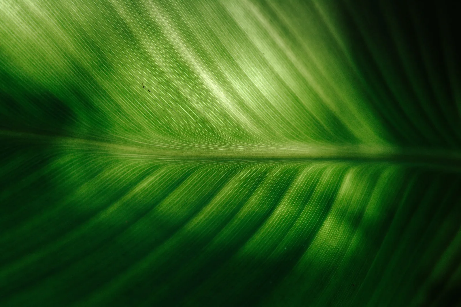 A large, broad aromatic leaf