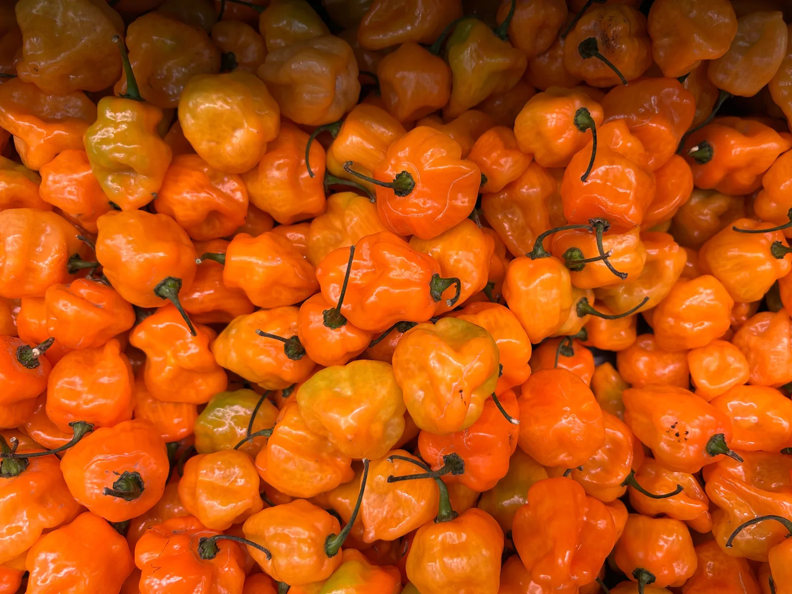 Habaneros &mdash; among the hottest chillies in common use