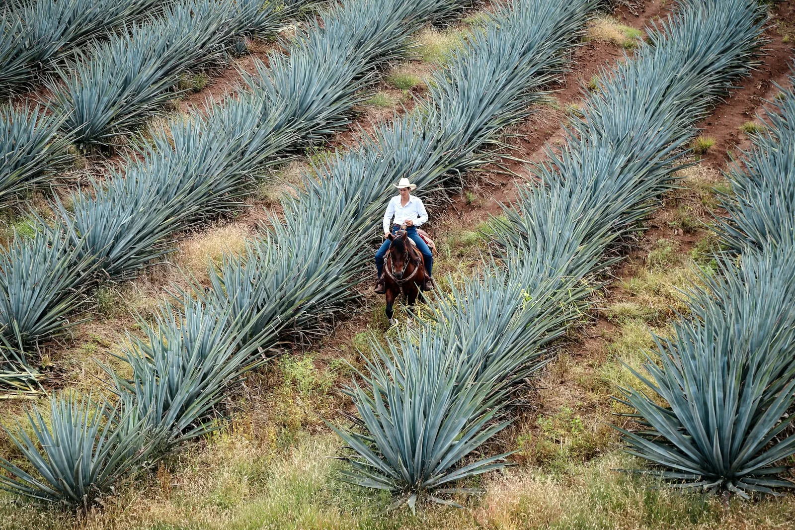 Rows of blue agave in cultivation