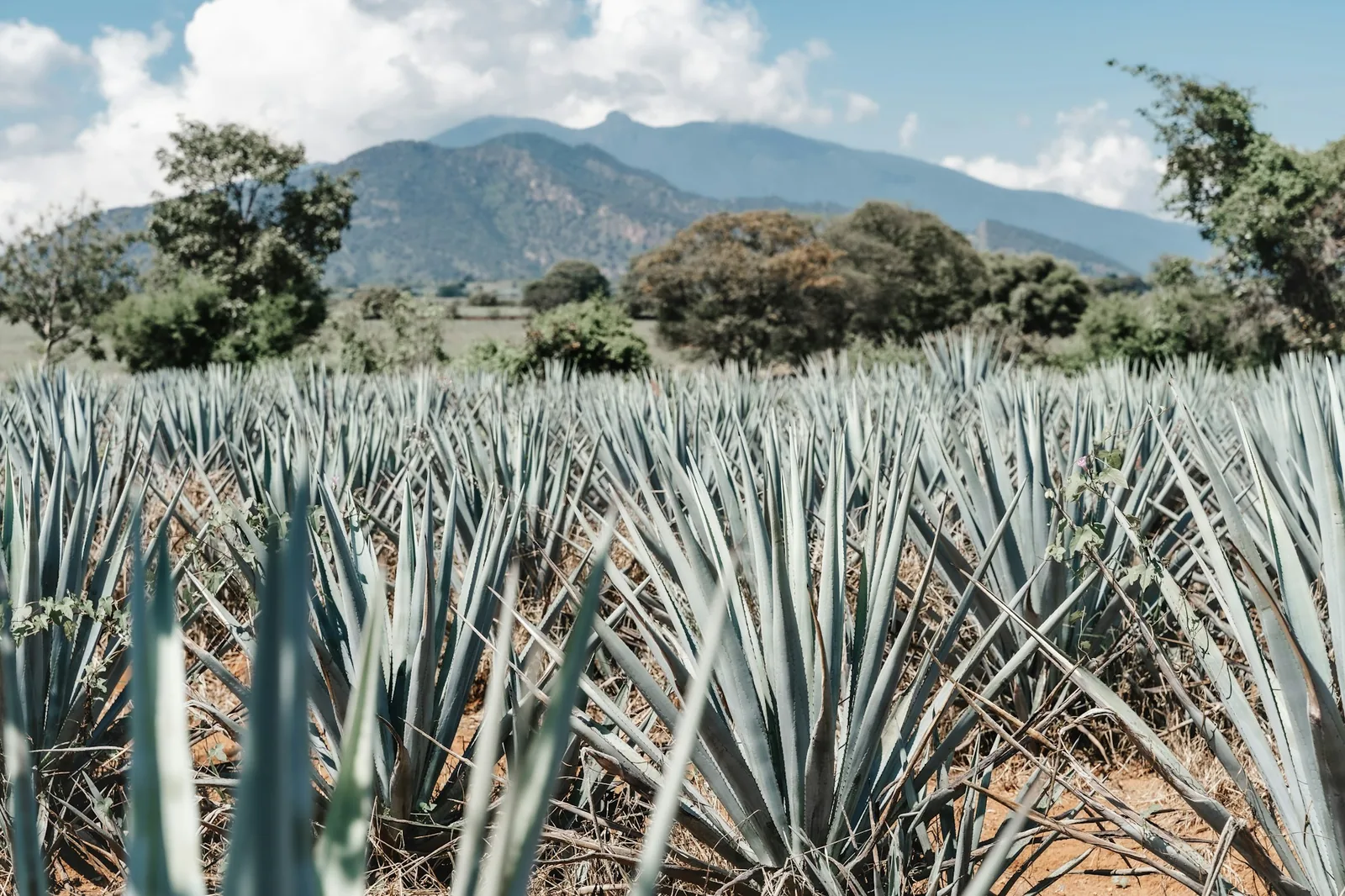 Agave, the plant tequila is distilled from