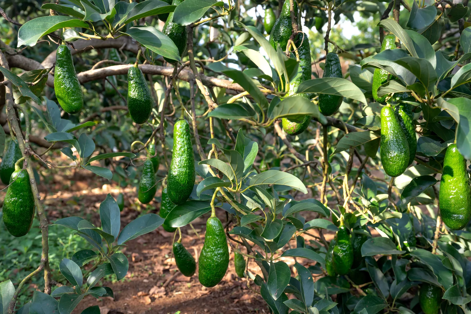 An avocado orchard