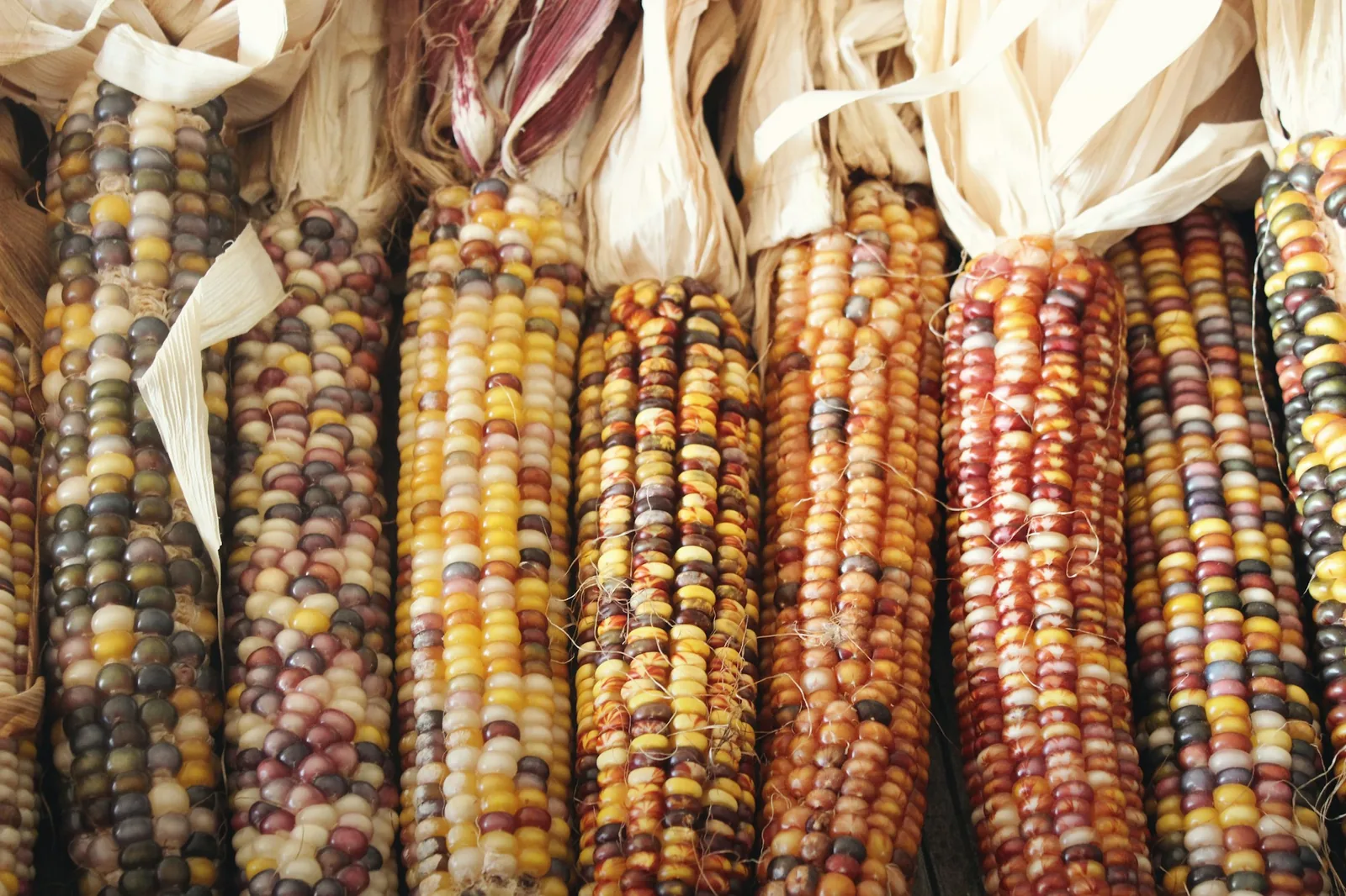 Native maize in several colours