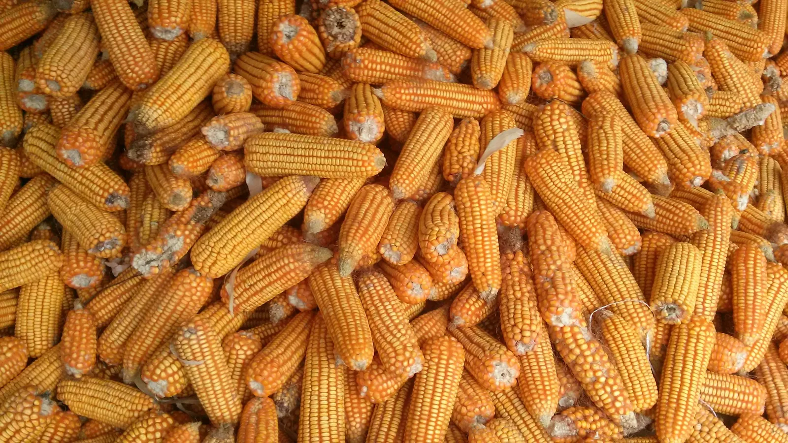 Whole dried maize kernels