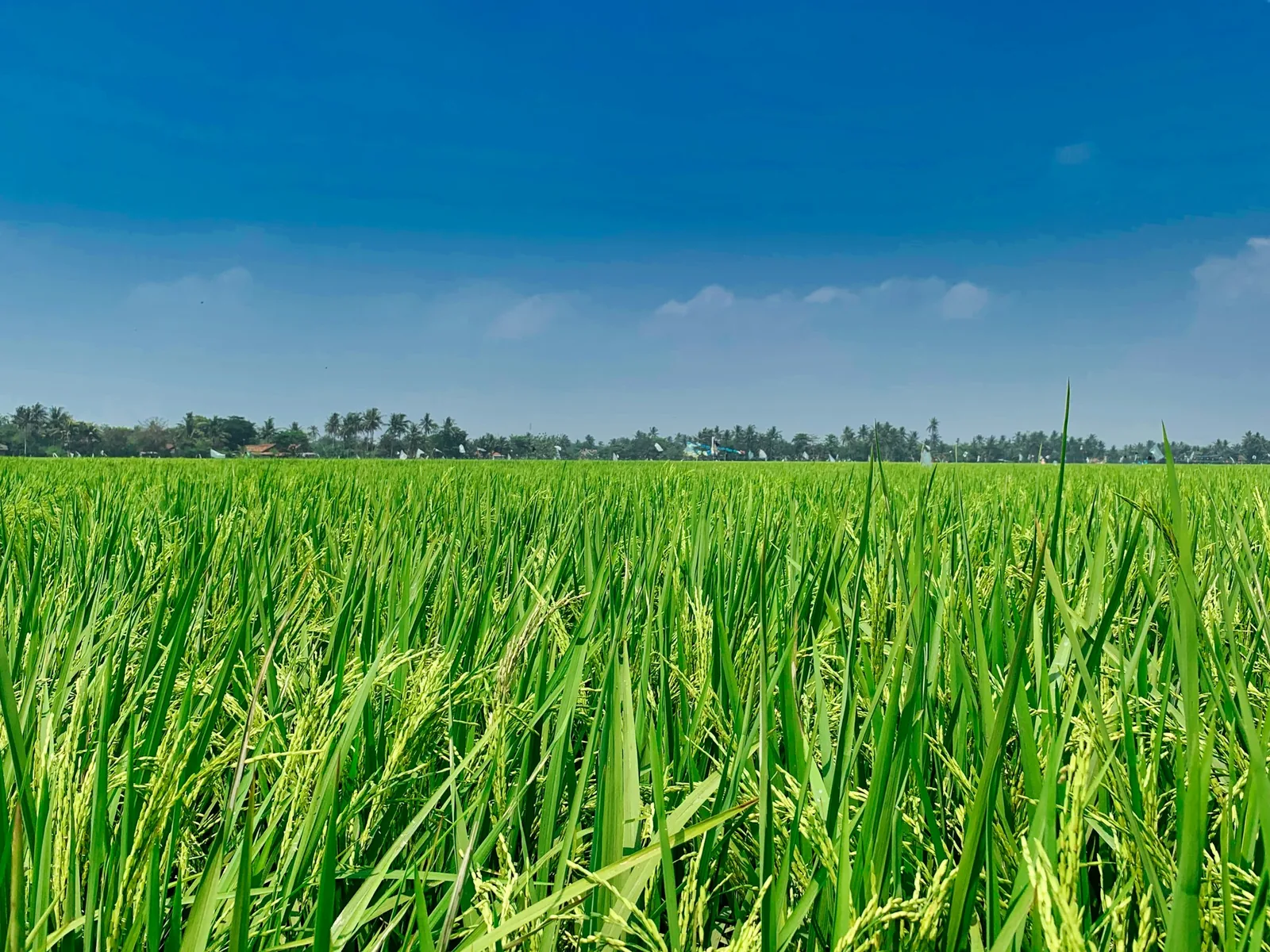 A rice field