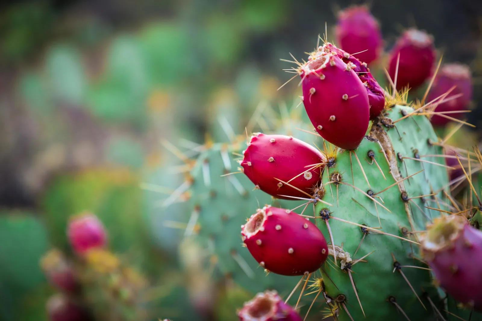 Prickly pear cactus growing