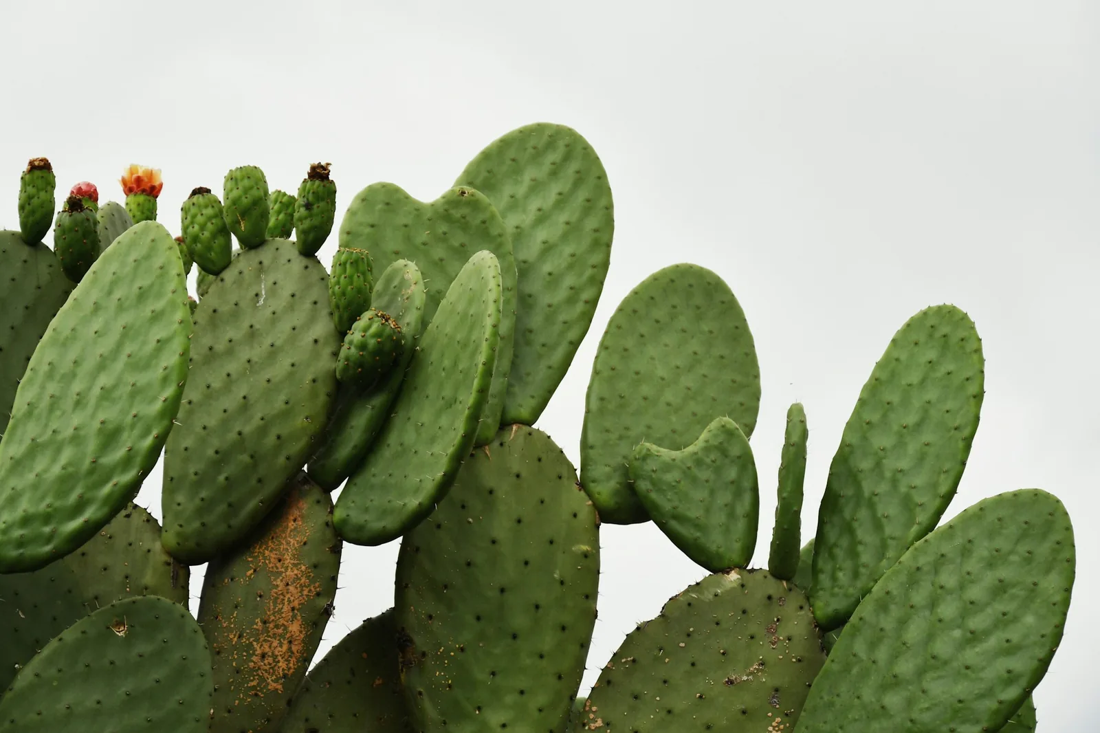 What Are Nopales? Cactus, and Better Than It Sounds