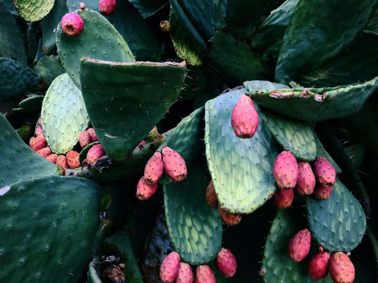 Whole cactus pads with spines