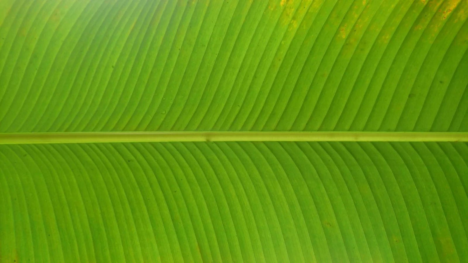 Food wrapped and steamed in banana leaf