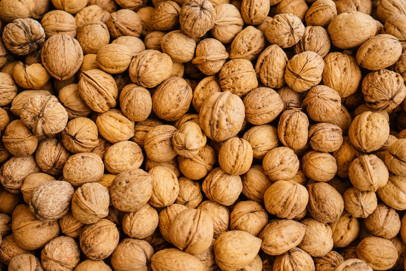Shelled walnuts, the base of the cream sauce
