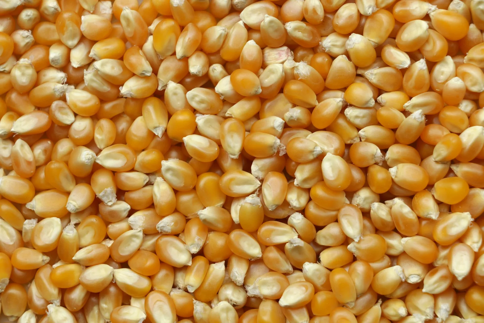 Dried whole maize before alkaline cooking