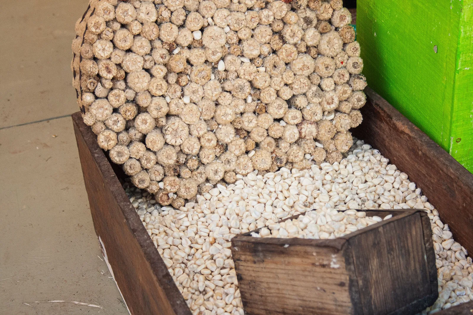 Large white hominy kernels