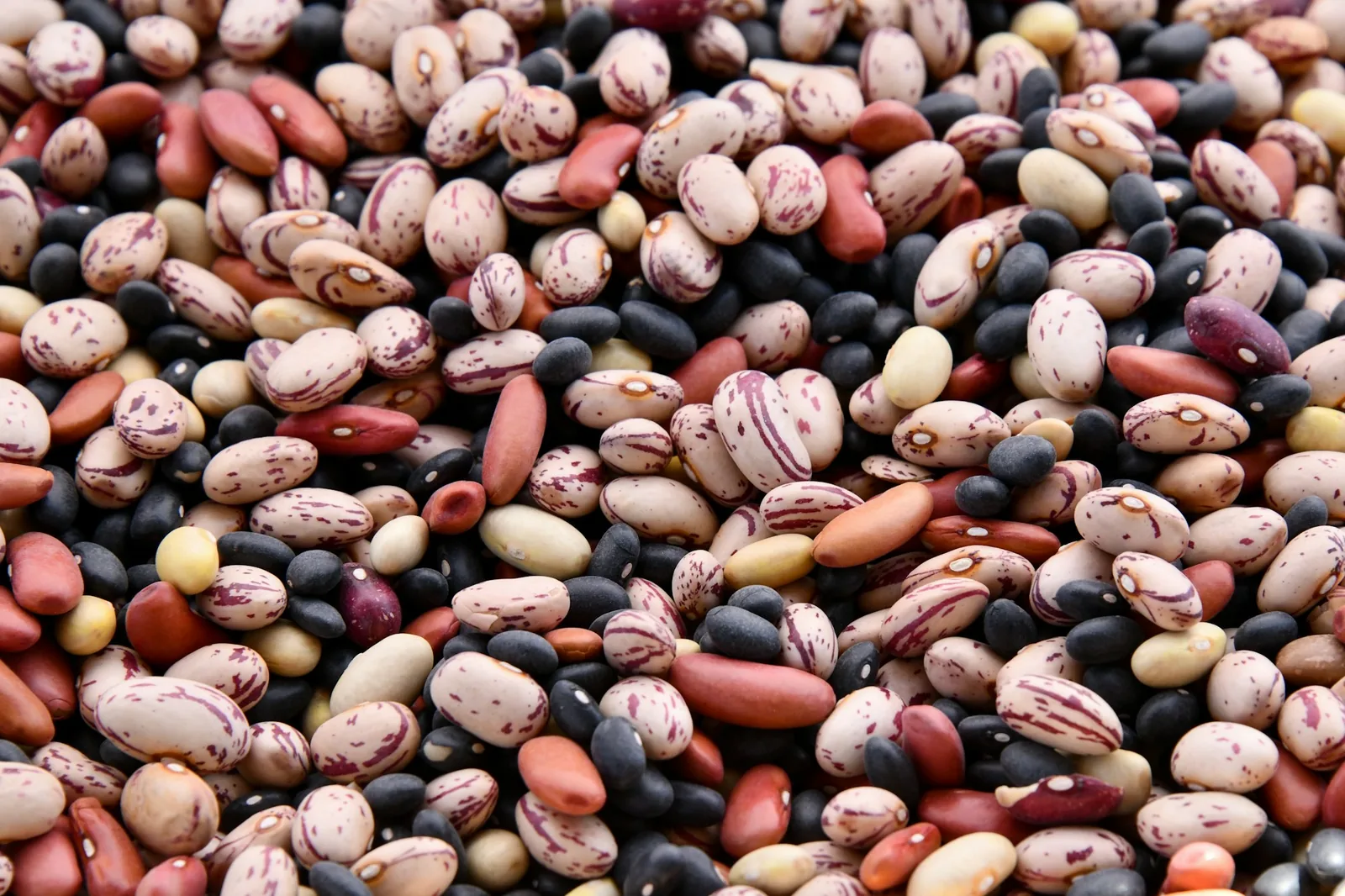Dried pinto beans before cooking