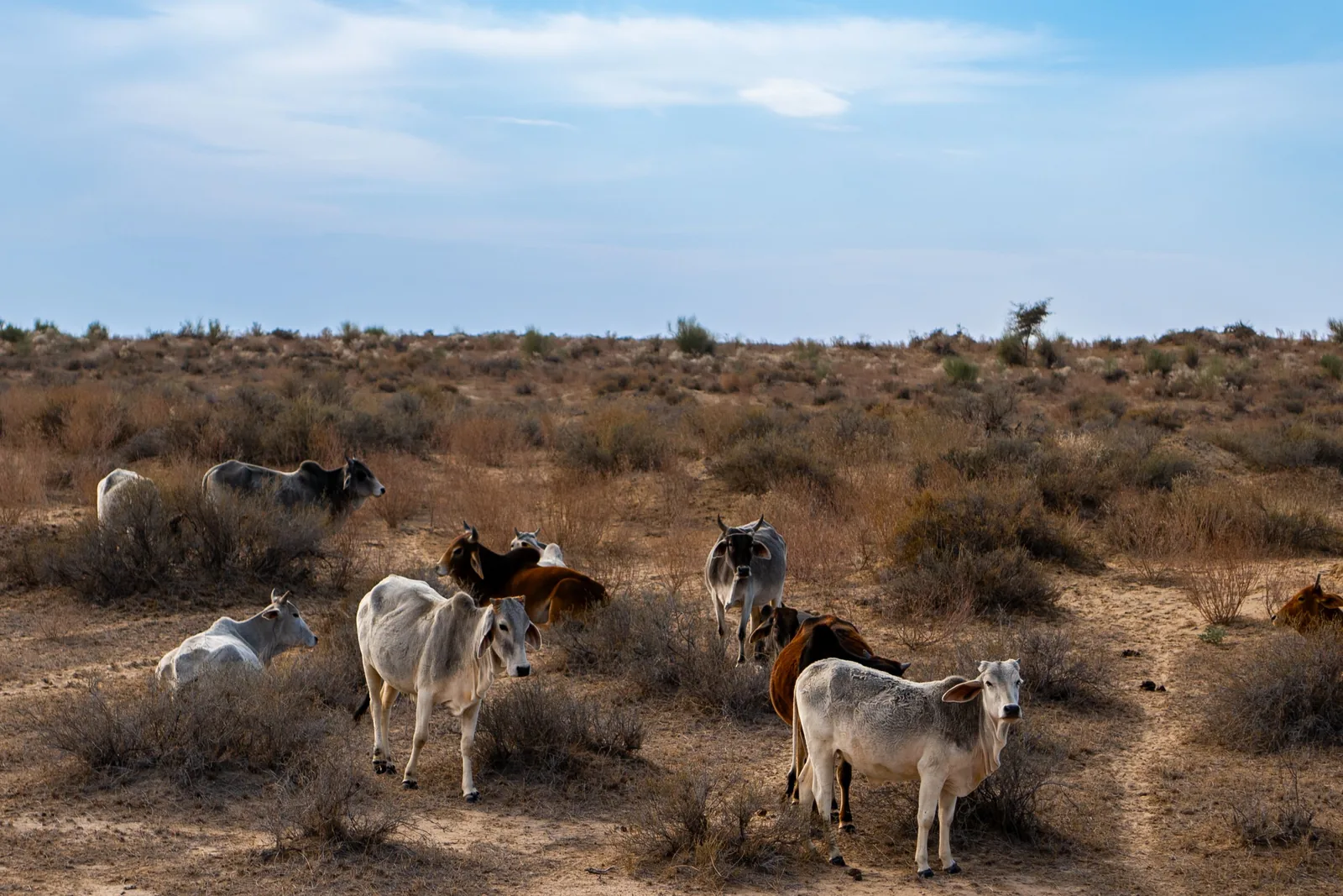 Cattle grazing on arid rangeland