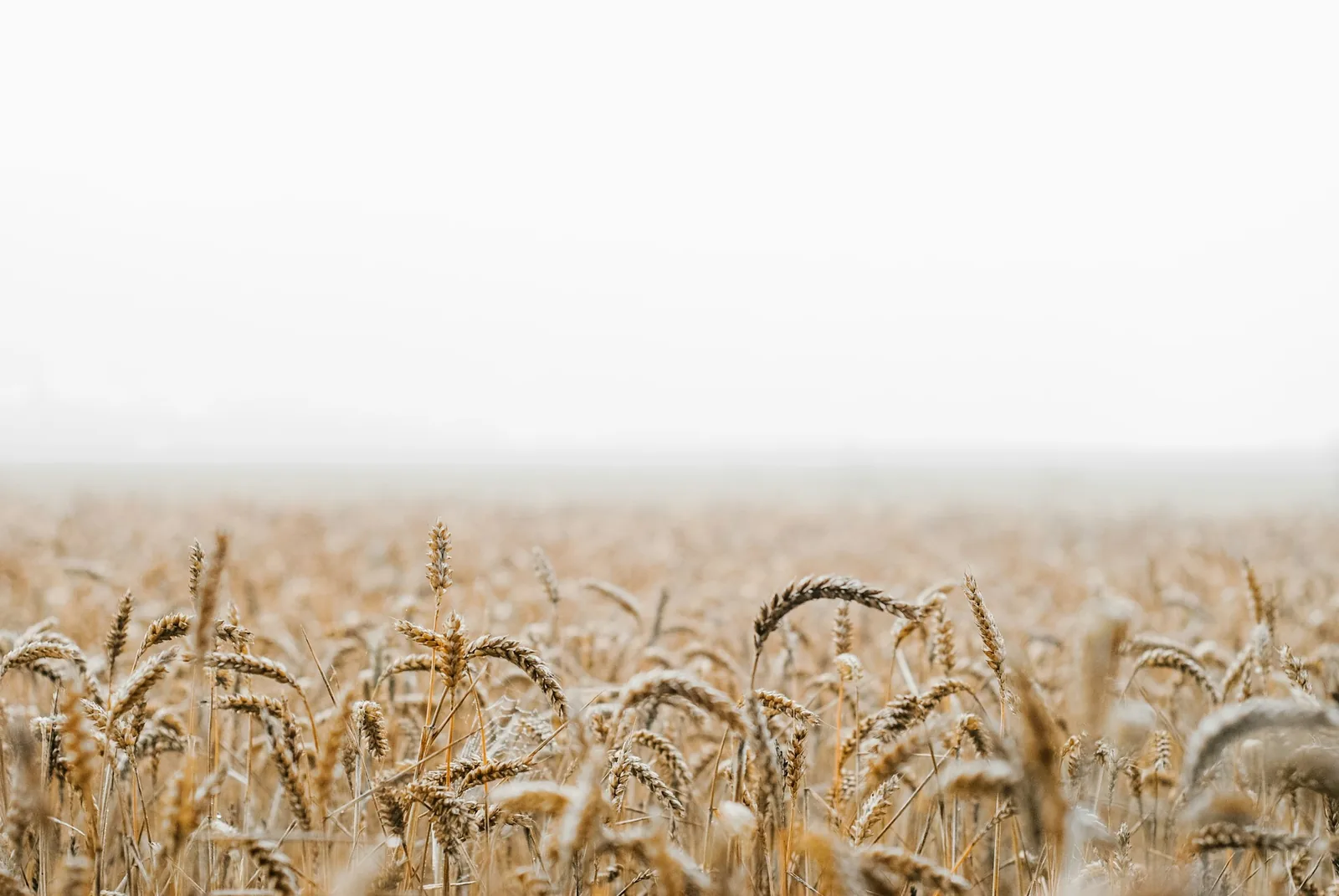 A wheat field ready for harvest