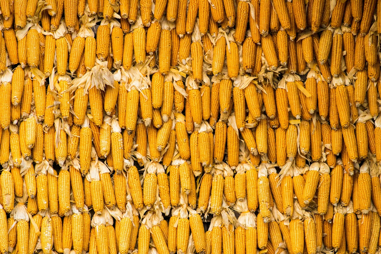 Dried corn husks soaked ready for wrapping