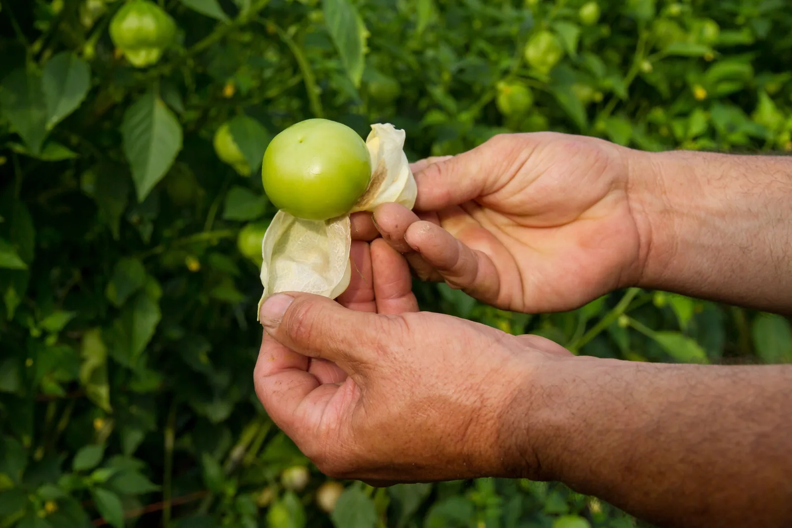 Tomatillos growing on the plant