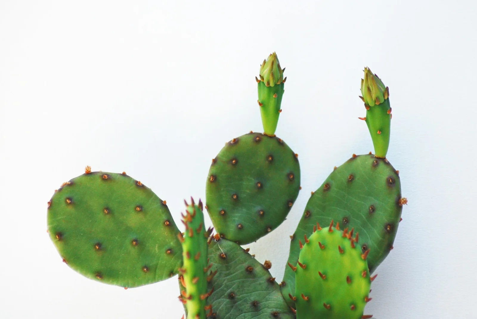 Sliced cactus paddles, a common vegetable filling