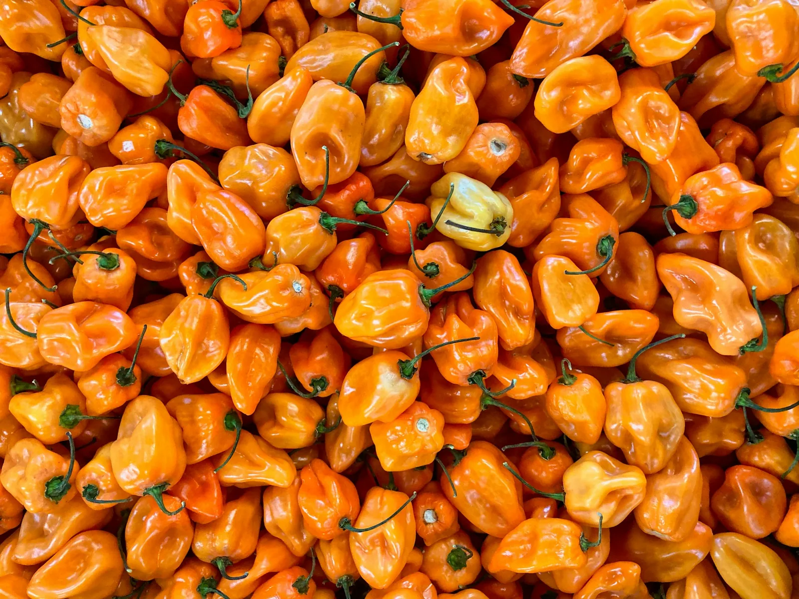 Whole orange habanero chillies